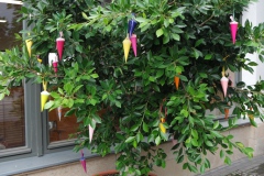 SAMSUNG CAMERA PICTURES